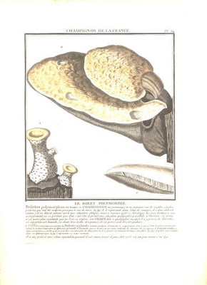 LE BOLET POLYMORPHE. Barevná mědirytina, 1784.