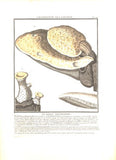 LE BOLET POLYMORPHE. Barevná mědirytina, 1784.