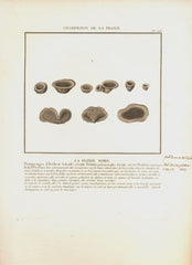LA PEZIZE NOIRE. Barevná mědirytina, 1784.