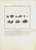 LA PEZIZE NOIRE. Barevná mědirytina, 1784.
