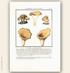 L´AGARIC CHANTERELLE. Barevná mědirytina, 1784.