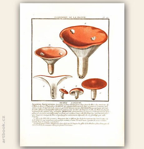 AGARIC SANGUIN. Barevná mědirytina, 1784.