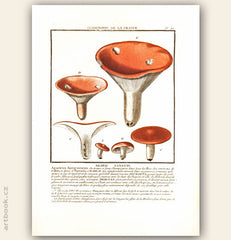 AGARIC SANGUIN. Barevná mědirytina, 1784.