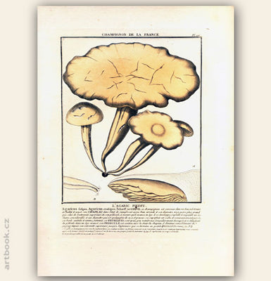 L´AGARIC PIEDFU. Barevná mědirytina, 1784.