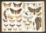 SCHREIBERS KLEINER ATLAS DER SCHMETTERLINGE UND RAUPEN. - Heft 2.