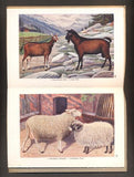WULF, ARTHUR: SCHREIBERS ATLAS DER  KLEINEN WIRTSCHAFTSSÄUGETIERE. - (1921).