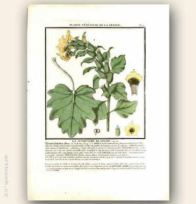 LA JUSQUIAME BLANCHE. FLO. FR. Barevná mědirytina, 1784.