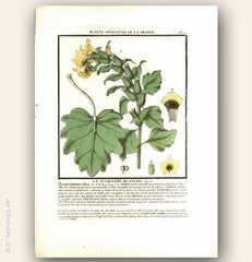 LA JUSQUIAME BLANCHE. FLO. FR. Barevná mědirytina, 1784.
