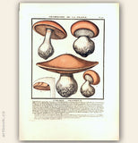 L´AGARIC ARANÉEUX. Barevná mědirytina, 1784.