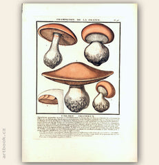 L´AGARIC ARANÉEUX. Barevná mědirytina, 1784.