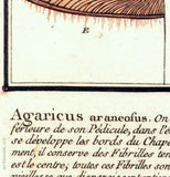 L´AGARIC ARANÉEUX. Barevná mědirytina, 1784.