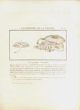L´AGARIC TIGRÉ. Barevná mědirytina, 1784.