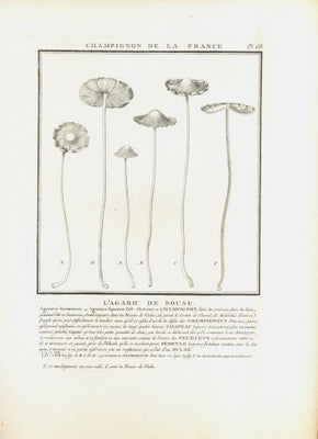 L´AGARIC DE BOUSE. Barevná mědirytina, 1784.