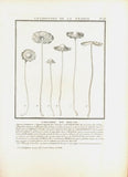 L´AGARIC DE BOUSE. Barevná mědirytina, 1784.