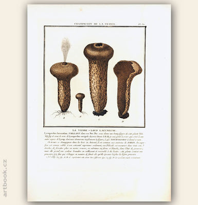 LA VESSE - LOUP LACUNEUSE. Barevná mědirytina, 1784.
