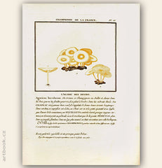 L´AGARIC DES DEVINS. Barevná mědirytina, 1784.