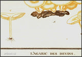 L´AGARIC DES DEVINS. Barevná mědirytina, 1784.