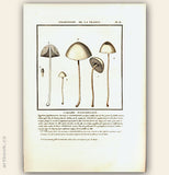 L´AGARIC PAPILIONNACE. Barevná mědirytina, 1784.