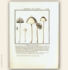 L´AGARIC PAPILIONNACE. Barevná mědirytina, 1784.