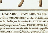 L´AGARIC PAPILIONNACE. Barevná mědirytina, 1784.