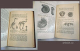 POČTA, FILIP. O TVORSTVU PŘEDVĚKÉM. Nauka o zkamenělinách (palaeontologie). - 1900.