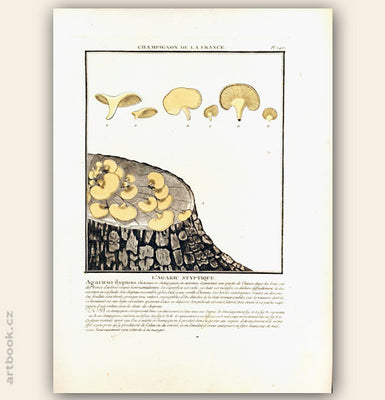 L´AGARIC STYPTIQUE. Barevná mědirytina, 1784.