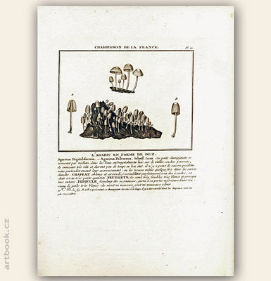 L´AGARIC EN FORME DE DE Z. Barevná mědirytina, 1784.