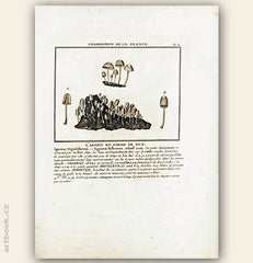 L´AGARIC EN FORME DE DE Z. Barevná mědirytina, 1784.
