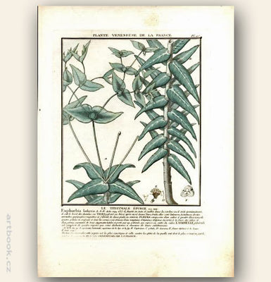 LE TITHYMALE ÉPURGE. FLO. FRA. Barevná mědirytina, 1784.