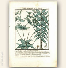 LE TITHYMALE ÉPURGE. FLO. FRA. Barevná mědirytina, 1784.