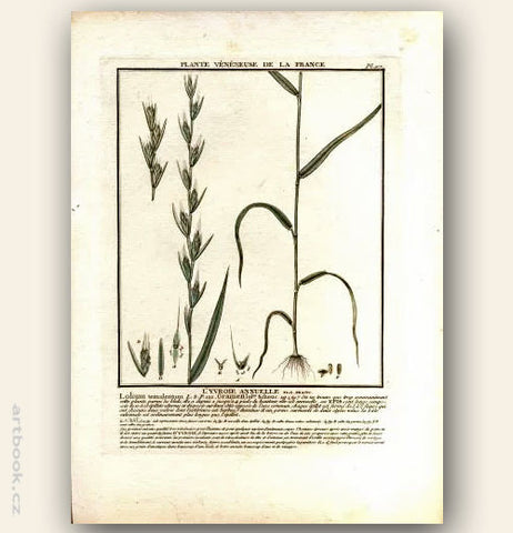 L´YVROIE ANNUELLE.  FLO. FRANC. Barevná mědirytina, 1784.