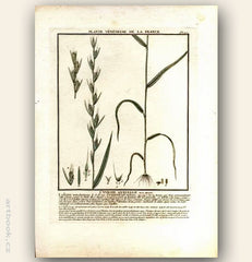 L´YVROIE ANNUELLE.  FLO. FRANC. Barevná mědirytina, 1784.