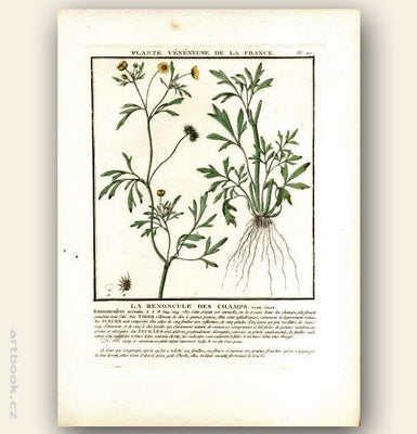 LA RENONCULE DES CHAMPS.  FLOR. FRAN. Barevná mědirytina, 1784.