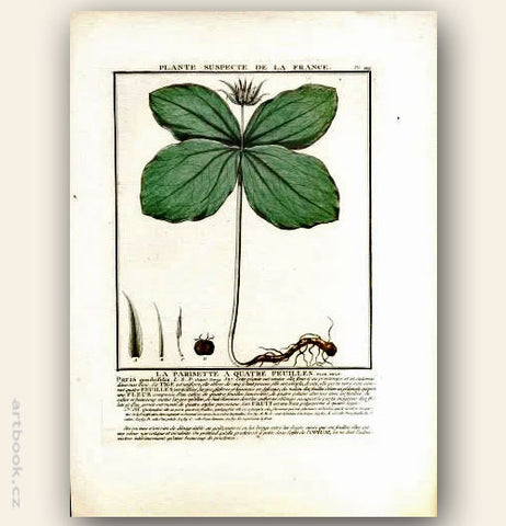 LA PARISETTE A QUATRE FEUILLES. FLOR. FRAN. Barevná mědirytina, 1784.