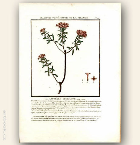 LA LAURÉOLE ODORANTE. FLOR. FRANC. Barevná mědirytina, 1784.