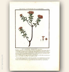 LA LAURÉOLE ODORANTE. FLOR. FRANC. Barevná mědirytina, 1784.