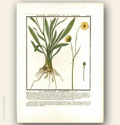 LA RENONCULE GRAMINÉE. FLOR. FRAN. Barevná mědirytina, 1784.