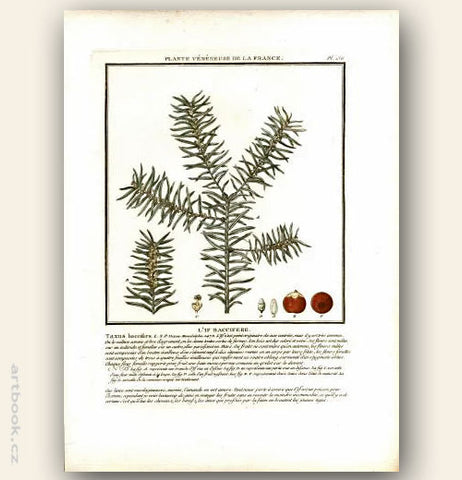 L´IF BACCIFERE. Barevná mědirytina, 1784.