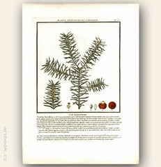 L´IF BACCIFERE. Barevná mědirytina, 1784.