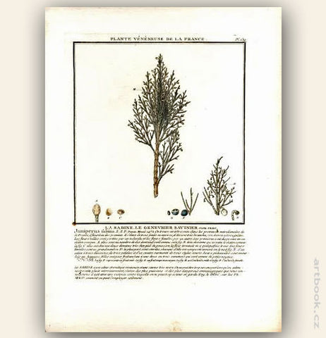 LA SABINE. LE GENEVRIER SAVINIER. FLOR. FRANC. Barevná mědirytina, 1784.