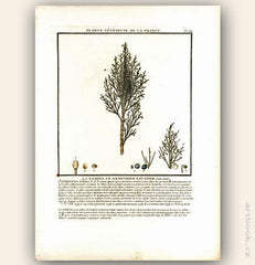 LA SABINE. LE GENEVRIER SAVINIER. FLOR. FRANC. Barevná mědirytina, 1784.