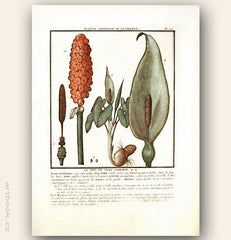 LE PIED DE VEAU COMMUN. FL. FR. Barevná mědirytina, 1784.
