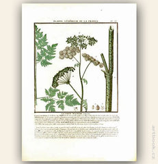 LA CIGÜE MAJEURE. FLOR. FRA. Barevná mědirytina, 1784.