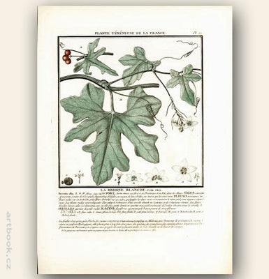 LA BRIOINE BLANCHE.  FLOR. FRA. Barevná mědirytina, 1784.