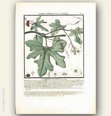 LA BRIOINE BLANCHE.  FLOR. FRA. Barevná mědirytina, 1784.