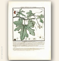 LA BRIOINE BLANCHE.  FLOR. FRA. Barevná mědirytina, 1784.
