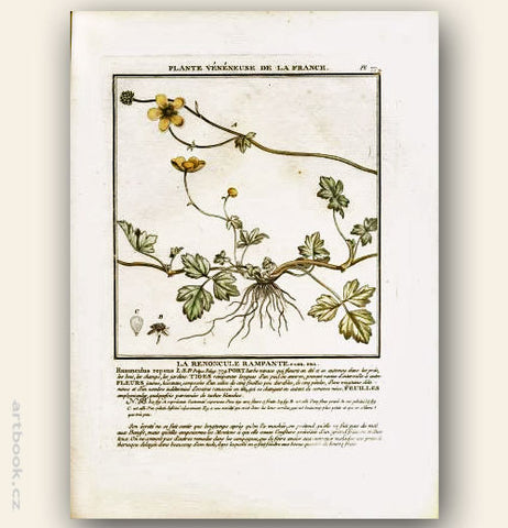 LA RENONCULE RAMPANTE.FLOR. FRA. Barevná mědirytina, 1784.