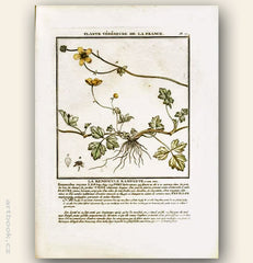LA RENONCULE RAMPANTE.FLOR. FRA. Barevná mědirytina, 1784.
