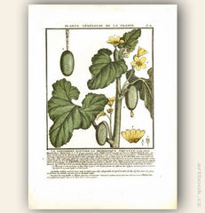 LE CONCOMBRE SAUVAGE. LA MOMORDIQUE PIQUANTE. FLOR. FRAN. Barevná mědirytina, 1784.