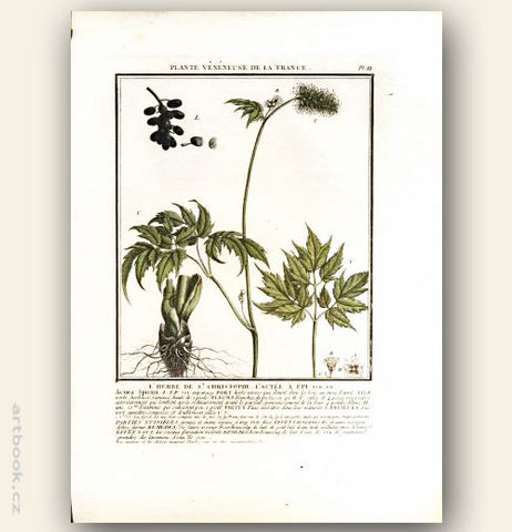 L´HERBE DE ST. CHRISTOPHE. L´ACTÉE A ÉPI. FLO. FR. Barevná mědirytina, 1784.